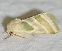 Boneset Flower Moth - Hodges#11148.1 - photo 3