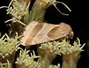 Boneset Flower Moth - Hodges#11148.1 - photo 4