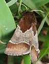 Schinia hanga - Hodges#11136 - Schinia hanga