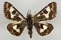 Black-Spotted Gem - Hodges#11102