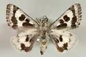 Black-Spotted Gem - Hodges#11102 - photo 2