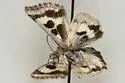 Black-Spotted Gem - Hodges#11102 - photo 3