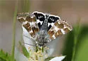 Black-Spotted Gem - Hodges#11102 - photo 4