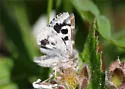 Black-Spotted Gem - Hodges#11102 - photo 5