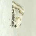 Hulst's Flower Moth - Hodges#11193 - photo 2