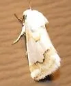 Hulst's Flower Moth - Hodges#11193 - photo 4