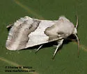 Hulst's Flower Moth - Hodges#11193 - photo 5