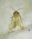 Schinia immaculata - Hodges#11157.1 - Schinia immaculata