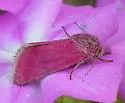 Phlox moth - Hodges#11095 - Schinia indiana