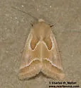 Schinia intrabilis - Hodges#11159 - photo 5