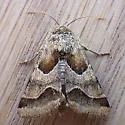 Jaguar Flower Moth - Hodges#11132 - photo 2