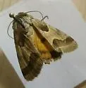 Jaguar Flower Moth - Hodges#11132 - photo 3