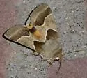 Jaguar Flower Moth - Hodges#11132 - photo 4