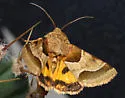 Jaguar Flower Moth - Hodges#11132 - photo 5