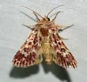 Leadplant Flower Moth - Hodges#11174 - photo 2