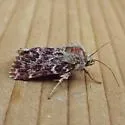 Leadplant Flower Moth - Hodges#11174 - photo 3