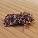 Leadplant Flower Moth - Hodges#11174 - photo 4