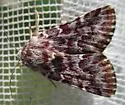 Leadplant Flower Moth - Hodges#11174 - photo 5