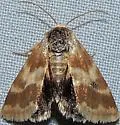 Lynx Flower Moth - Hodges#11117 - Schinia lynx