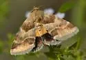Lynx Flower Moth - Hodges#11117 - photo 2