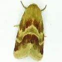 Lynx Flower Moth - Hodges#11117 - photo 3