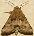 Lynx Flower Moth - Hodges#11117 - photo 4
