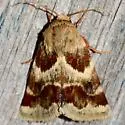 Lynx Flower Moth - Hodges#11117 - photo 5