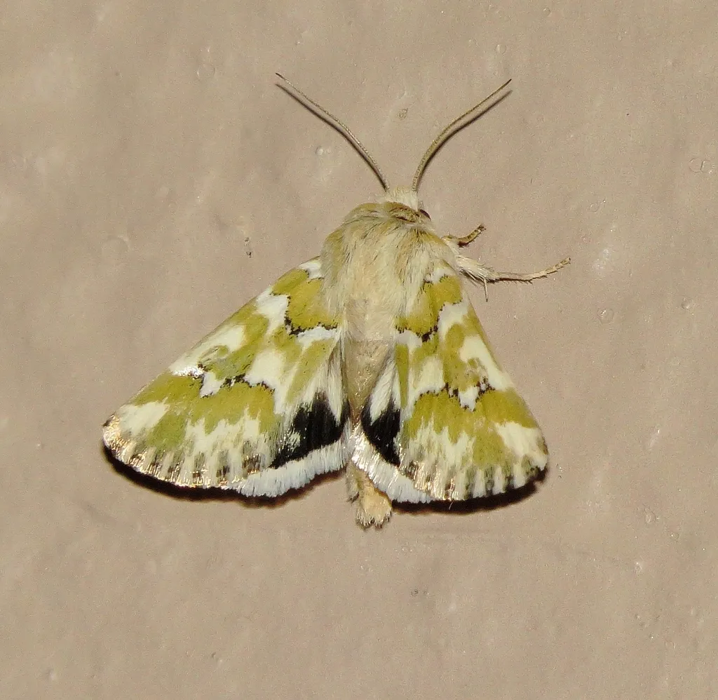Mead's Flower Moth - Hodges#11175 - photo 2