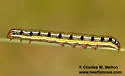 Schinia mexicana - Hodges#11134.3 - photo 3
