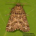 Schinia mexicana - Hodges#11134.3 - photo 4