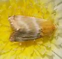 Desert Marigold Moth - Hodges#11155 - Schinia miniana