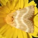 Desert Marigold Moth - Hodges#11155 - photo 2