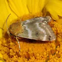 Desert Marigold Moth - Hodges#11155 - photo 3