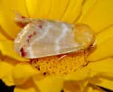 Desert Marigold Moth - Hodges#11155 - photo 4