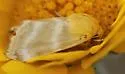 Desert Marigold Moth - Hodges#11155 - photo 5