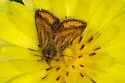 Schinia mitis - Hodges#11169 - photo 4