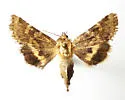 Schinia mortua - Hodges#11131 - photo 2