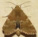 Schinia mortua - Hodges#11131 - photo 3