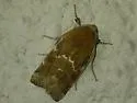 Schinia mortua - Hodges#11131 - photo 4