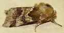 Schinia mortua - Hodges#11131 - photo 5