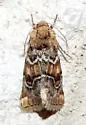 Schinia n-sp - Schinia n-sp