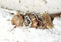 Schinia n-sp - photo 2