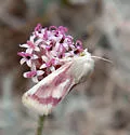 Schinia niveicosta - Hodges#11167 - Schinia niveicosta