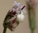 Schinia niveicosta - Hodges#11167 - photo 2