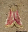Schinia niveicosta - Hodges#11167 - photo 3