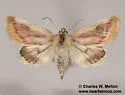 Schinia niveicosta - Hodges#11167 - photo 4