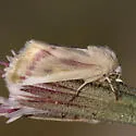 Schinia niveicosta - Hodges#11167 - photo 5