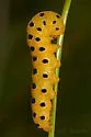 Schinia nr-jaguarina - Hodges#11132.01