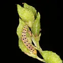 Schinia nr-jaguarina - Hodges#11132.01 - photo 2