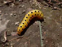 Schinia nr-jaguarina - Hodges#11132.01 - photo 4